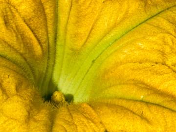 Fotografia da espécie Cucurbita pepo