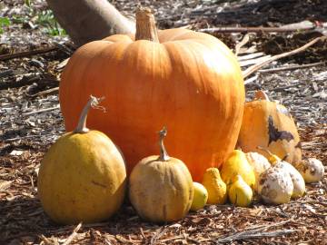 Fotografia da espécie Cucurbita pepo