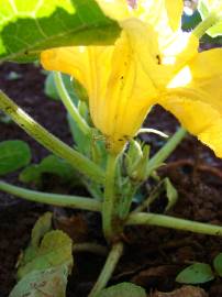 Fotografia da espécie Cucurbita pepo