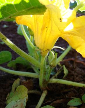 Fotografia 11 da espécie Cucurbita pepo no Jardim Botânico UTAD