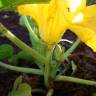 Fotografia 11 da espécie Cucurbita pepo do Jardim Botânico UTAD