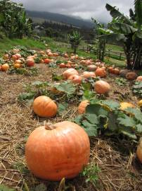 Fotografia da espécie Cucurbita pepo