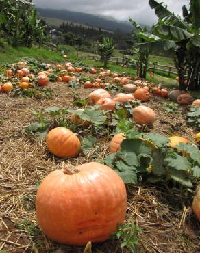 Fotografia 12 da espécie Cucurbita pepo no Jardim Botânico UTAD