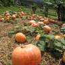 Fotografia 12 da espécie Cucurbita pepo do Jardim Botânico UTAD