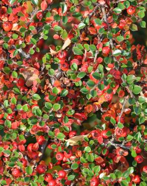 Fotografia 5 da espécie Cotoneaster horizontalis no Jardim Botânico UTAD