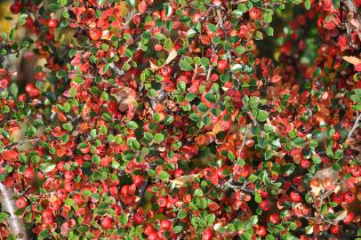 Fotografia da espécie Cotoneaster horizontalis