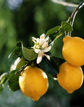 Fotografia 10 da espécie Citrus limon no Jardim Botânico UTAD