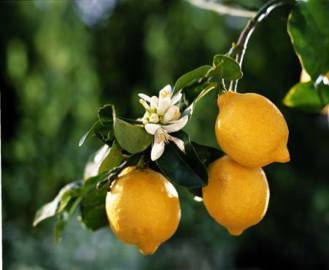 Fotografia da espécie Citrus limon