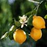 Fotografia 10 da espécie Citrus limon do Jardim Botânico UTAD