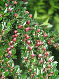 Fotografia da espécie Cotoneaster horizontalis