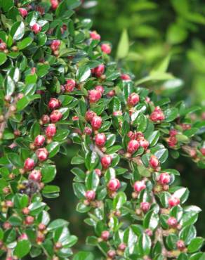 Fotografia 6 da espécie Cotoneaster horizontalis no Jardim Botânico UTAD