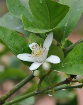 Fotografia 11 da espécie Citrus limon no Jardim Botânico UTAD
