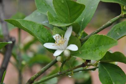 Fotografia da espécie Citrus limon