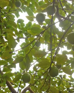 Fotografia 12 da espécie Citrus limon no Jardim Botânico UTAD