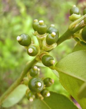 Fotografia 13 da espécie Citrus limon no Jardim Botânico UTAD