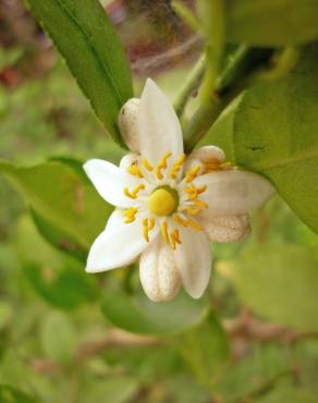 Fotografia 14 da espécie Citrus limon no Jardim Botânico UTAD