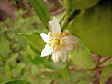 Fotografia da espécie Citrus limon