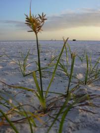 Fotografia da espécie Cyperus rotundus