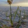 Fotografia 6 da espécie Cyperus rotundus do Jardim Botânico UTAD