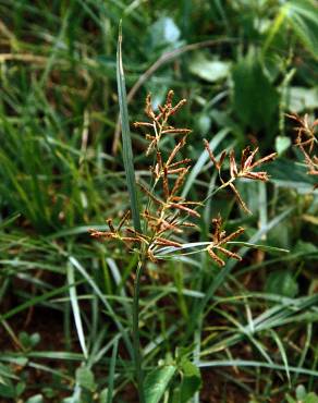 Fotografia 7 da espécie Cyperus rotundus no Jardim Botânico UTAD