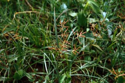 Fotografia da espécie Cyperus rotundus