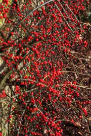 Fotografia da espécie Cotoneaster horizontalis