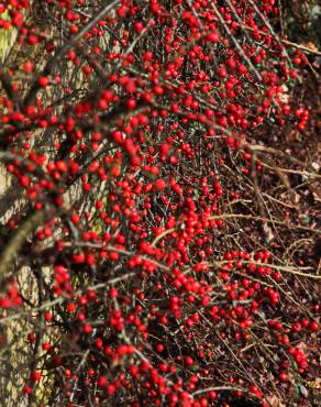 Fotografia 7 da espécie Cotoneaster horizontalis no Jardim Botânico UTAD