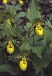 Fotografia da espécie Cypripedium calceolus