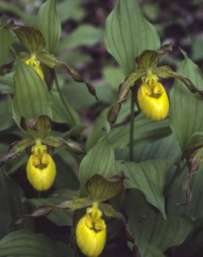 Fotografia 7 da espécie Cypripedium calceolus no Jardim Botânico UTAD