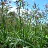 Fotografia 8 da espécie Cyperus rotundus do Jardim Botânico UTAD