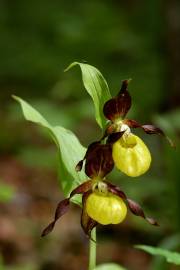 Fotografia da espécie Cypripedium calceolus