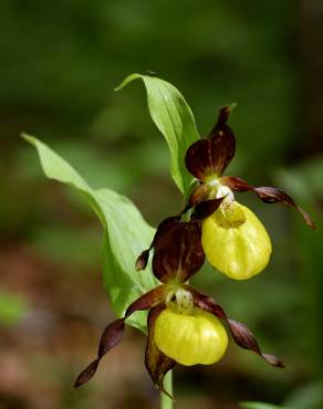 Fotografia 8 da espécie Cypripedium calceolus no Jardim Botânico UTAD