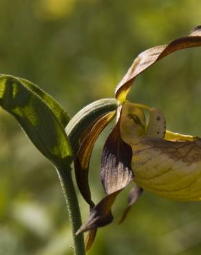 Fotografia 9 da espécie Cypripedium calceolus no Jardim Botânico UTAD