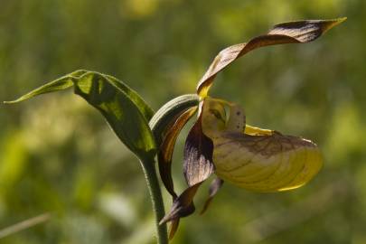 Fotografia da espécie Cypripedium calceolus