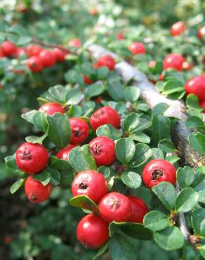 Fotografia 8 da espécie Cotoneaster horizontalis no Jardim Botânico UTAD