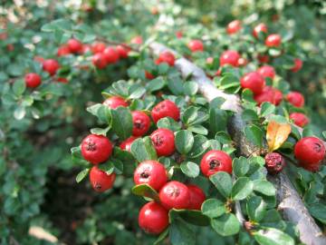 Fotografia da espécie Cotoneaster horizontalis