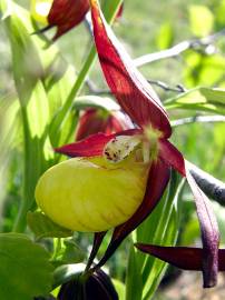 Fotografia da espécie Cypripedium calceolus