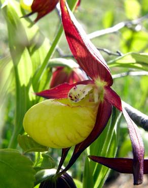 Fotografia 10 da espécie Cypripedium calceolus no Jardim Botânico UTAD