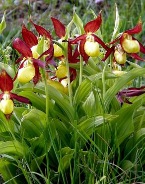 Fotografia 11 da espécie Cypripedium calceolus no Jardim Botânico UTAD