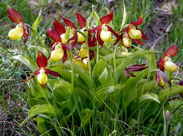 Fotografia da espécie Cypripedium calceolus