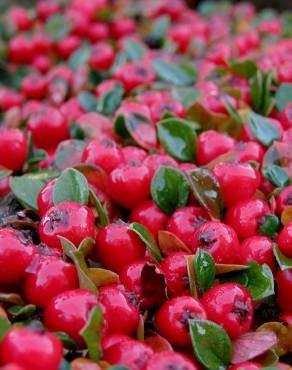 Fotografia 9 da espécie Cotoneaster horizontalis no Jardim Botânico UTAD