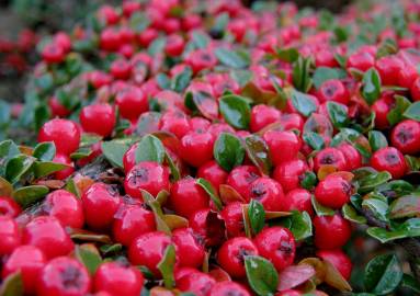 Fotografia da espécie Cotoneaster horizontalis