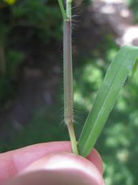 Fotografia da espécie Digitaria sanguinalis