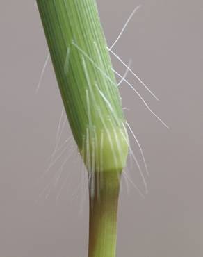 Fotografia 5 da espécie Digitaria sanguinalis no Jardim Botânico UTAD