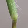 Fotografia 5 da espécie Digitaria sanguinalis do Jardim Botânico UTAD