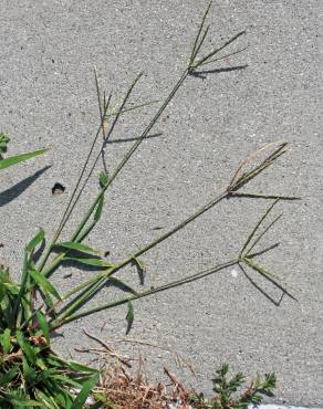 Fotografia 7 da espécie Digitaria sanguinalis no Jardim Botânico UTAD