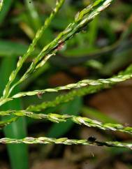 Digitaria sanguinalis