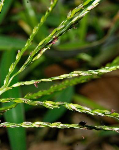 Fotografia de capa Digitaria sanguinalis - do Jardim Botânico