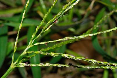 Fotografia da espécie Digitaria sanguinalis