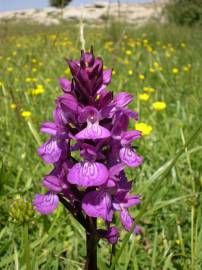 Fotografia da espécie Dactylorhiza elata